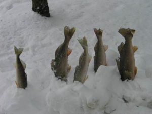 ice walleye