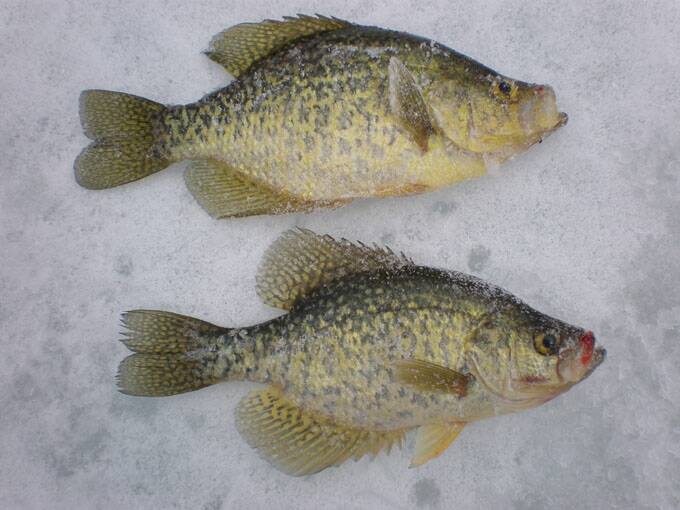 Maumee Fishing Report- Cold nights means ICE- 2 Febuary 2021