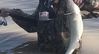 Maumee River Report- March 7 , 2018