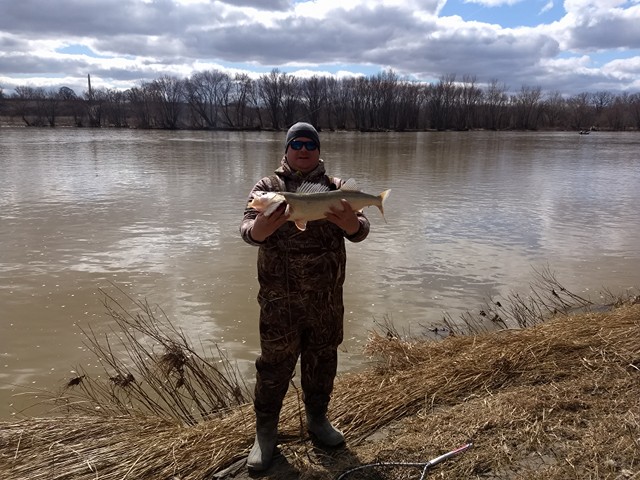 Maumee River Report-  March 12 , 2018