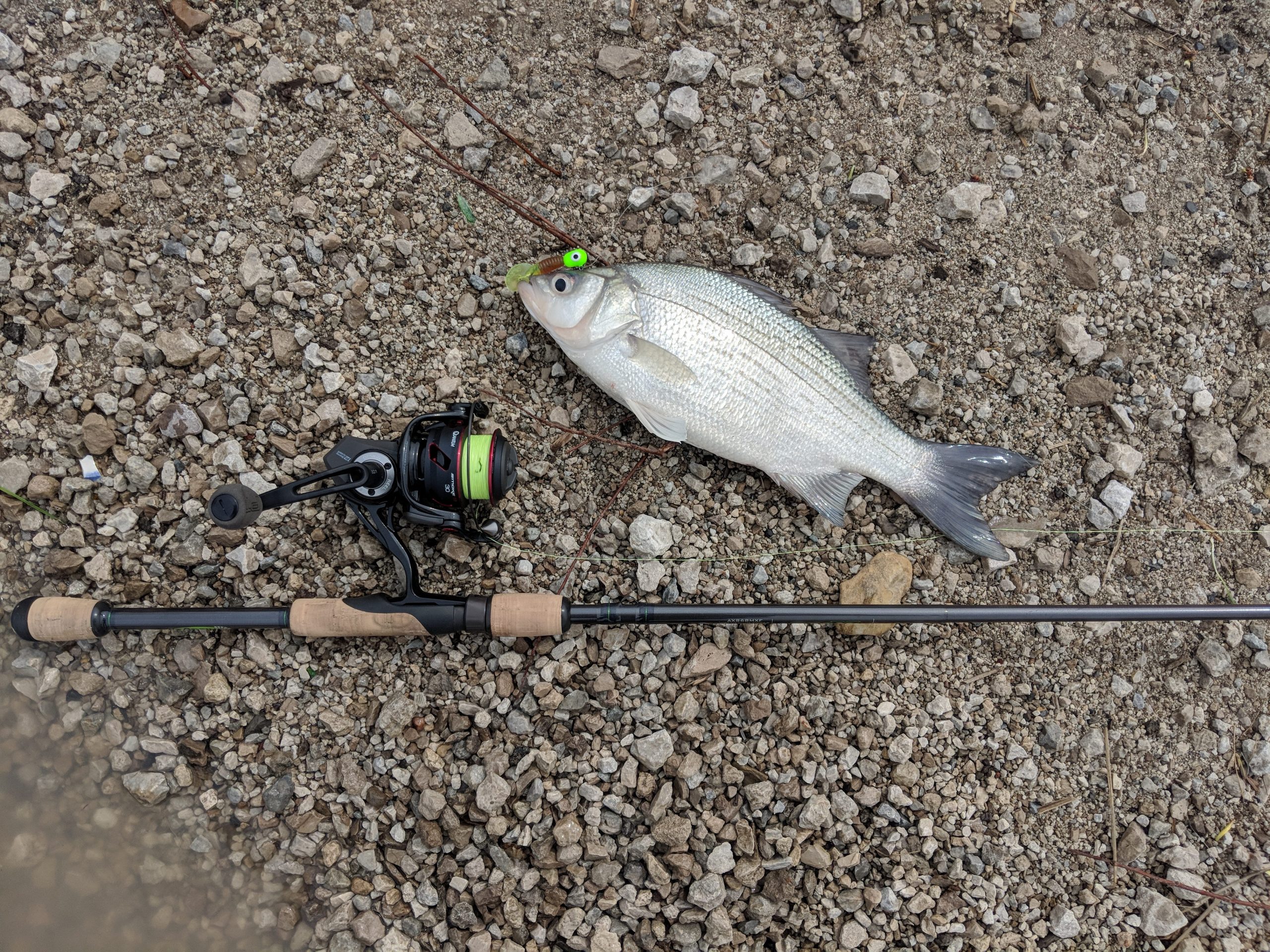 Maumee Tackle 2nd Annual White Bass Tournament- Saturday May 11, 2019