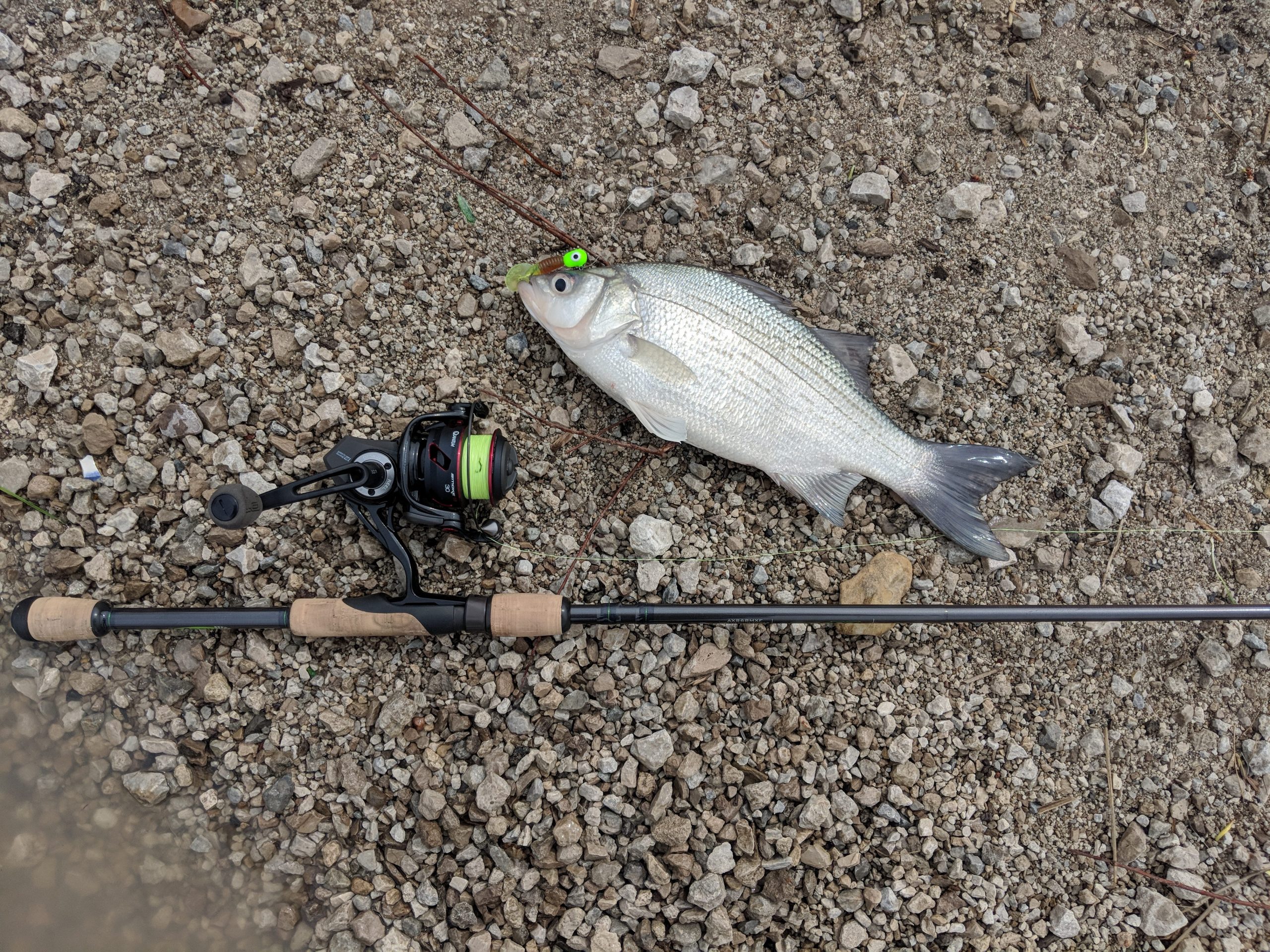 White Bass Fishing: Simple How-To Techniques and Tips - Best