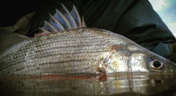 Maumee River report- May 26 ,2018–Prime time to Fly Fish