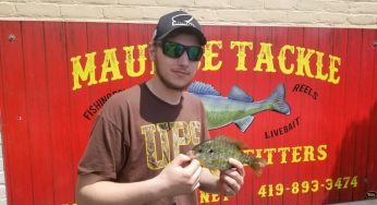 Maumee River Report- 28 May 2018- Emerald Shiners in Stock- Bluegills starting to get very active