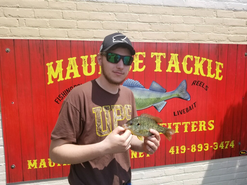 Maumee River Report- 28 May 2018- Emerald Shiners in Stock- Bluegills starting to get very active