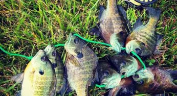 Maumee River Report- May 31 2018