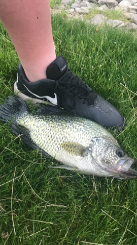 Maumee river report- 5 june 20