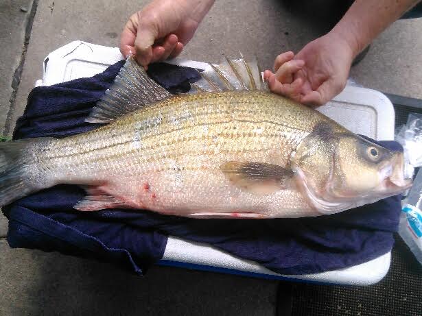 Maumee River and Lake Erie Report  – 26 June 2017