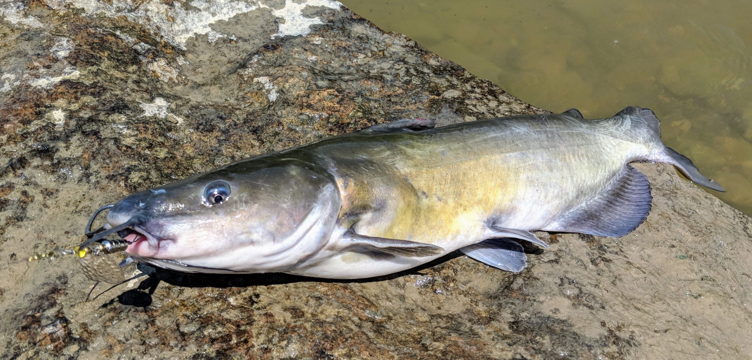 Maumee river report- July 25, 2020-Frozen Emerald shiners available