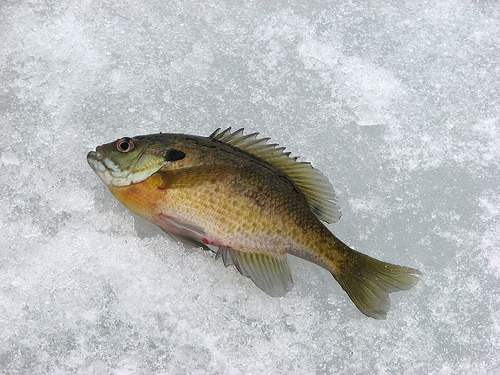 How to Catch Open Water Yellow Perch - Jackson Kayak