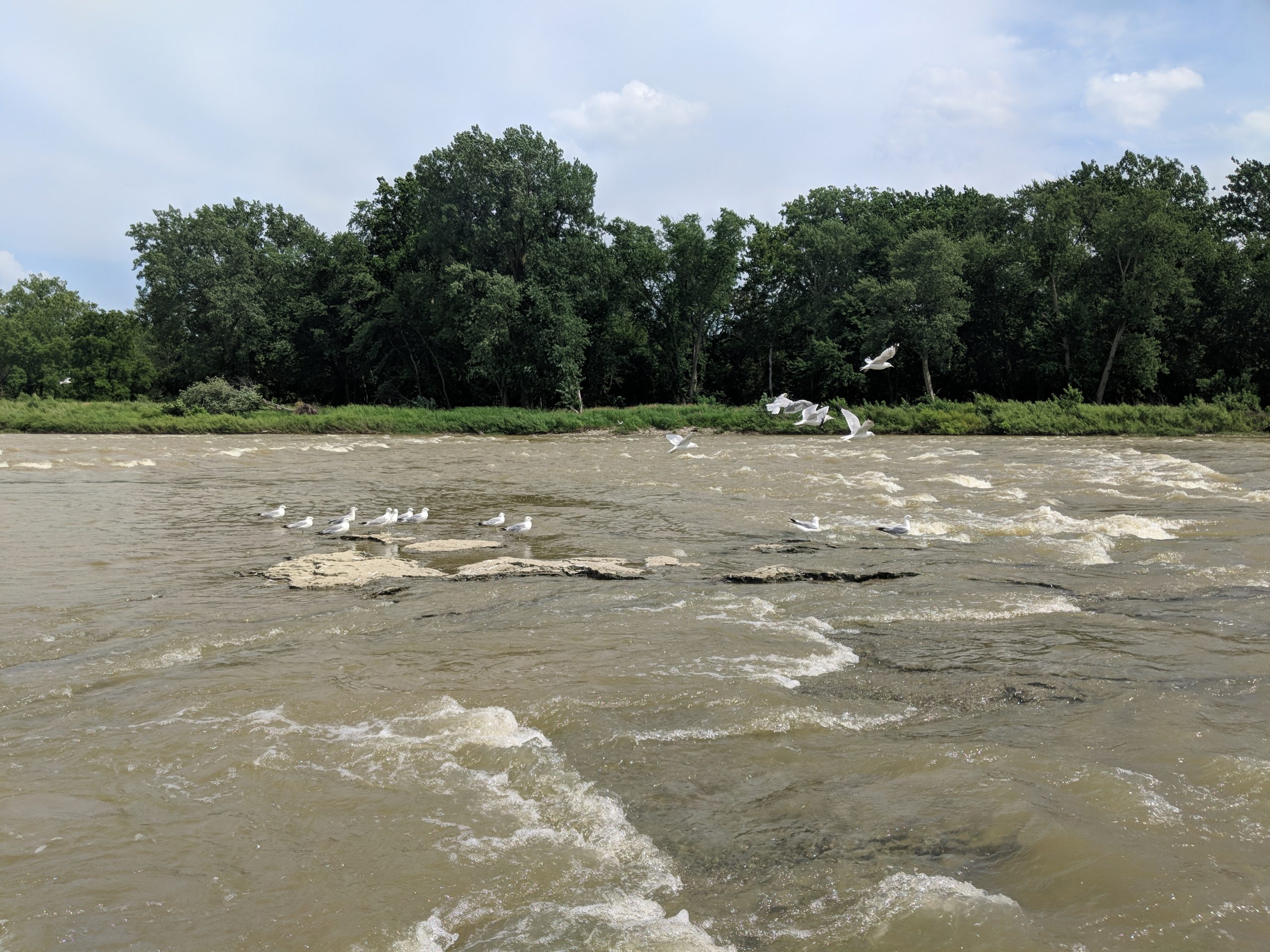 Maumee River Conditions – August 1 , 2019