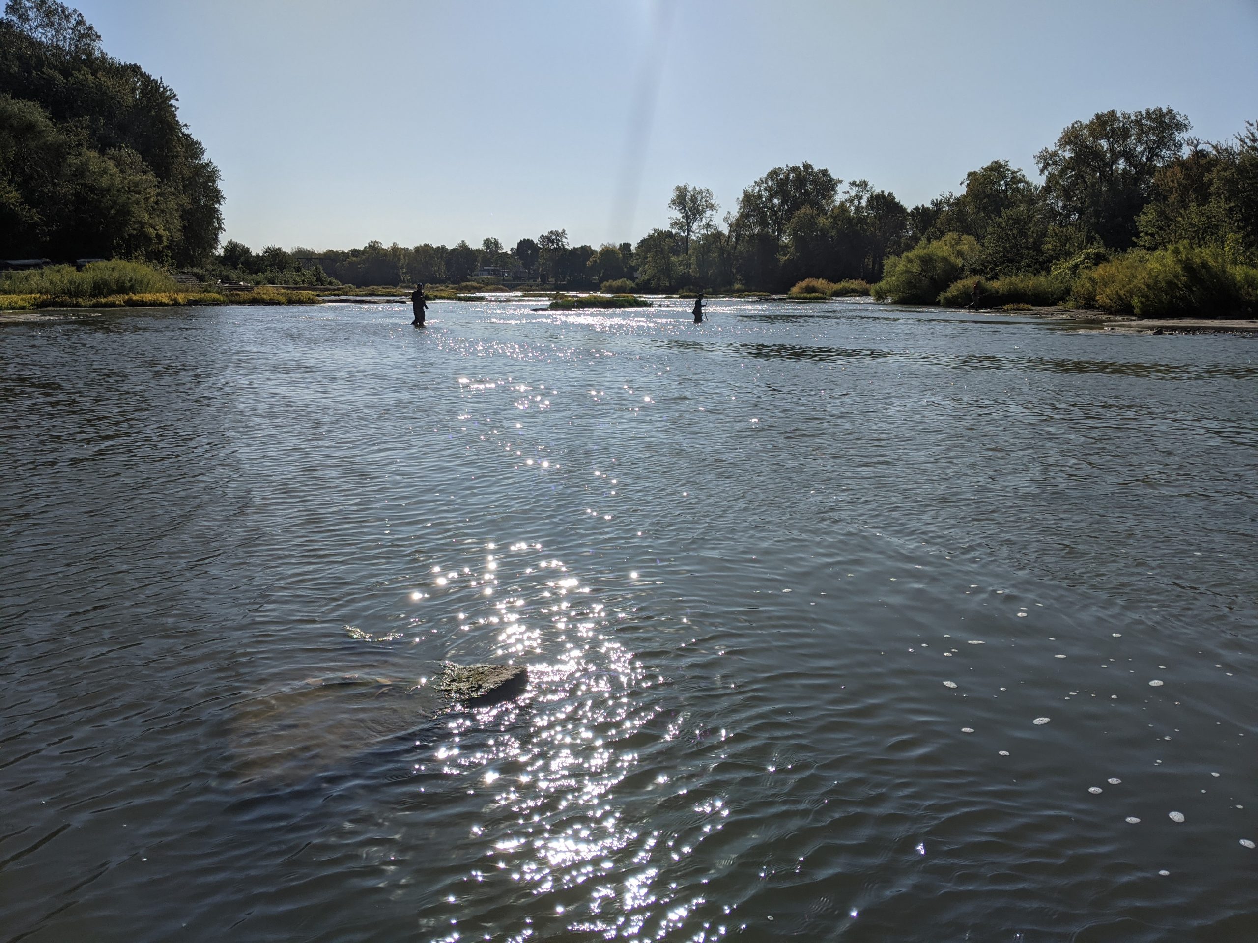 Maumee river report..7 October, 2020