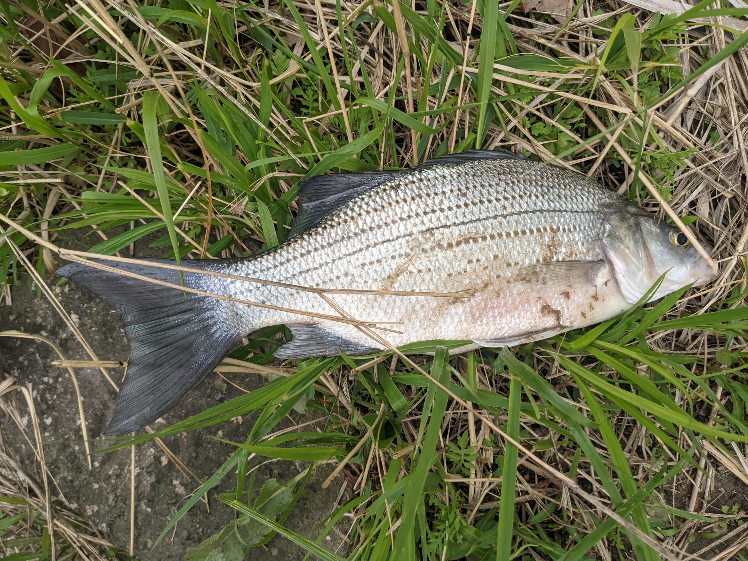 Maumee river Report – May 7 2021- Lots of live bait in stock