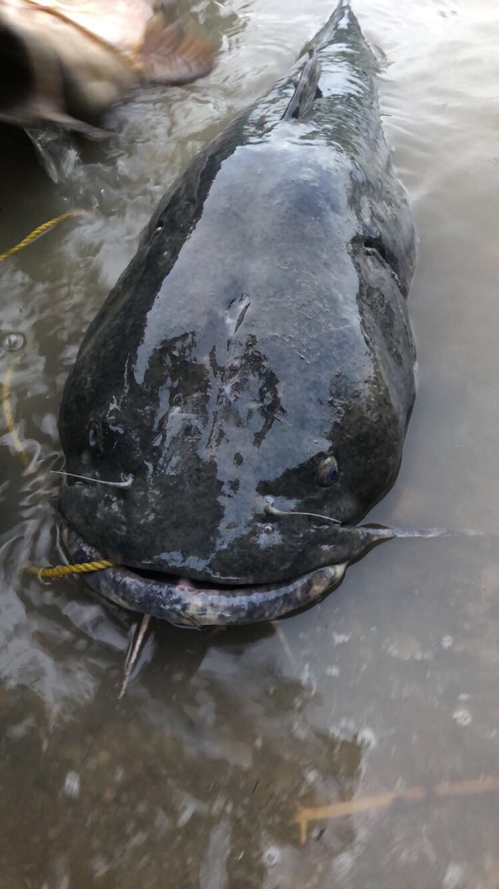 Maumee river Report- 24 June 2019