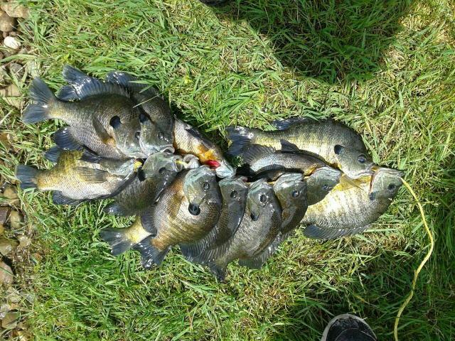 A Bluegill on the Hook and Fishing Line by a Lake Stock Photo