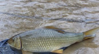 Maumee River Report- Febuary 2, 2018