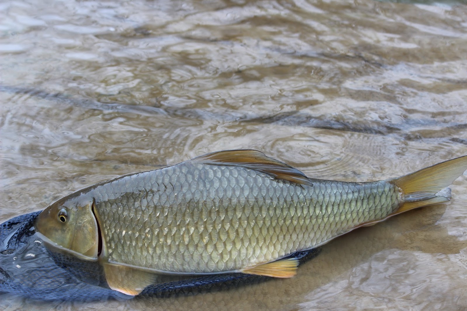 Maumee River Report- Febuary 2, 2018