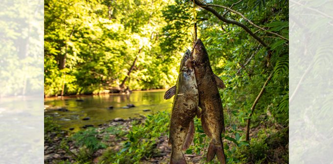 Maumee River  – July 19 , 2019