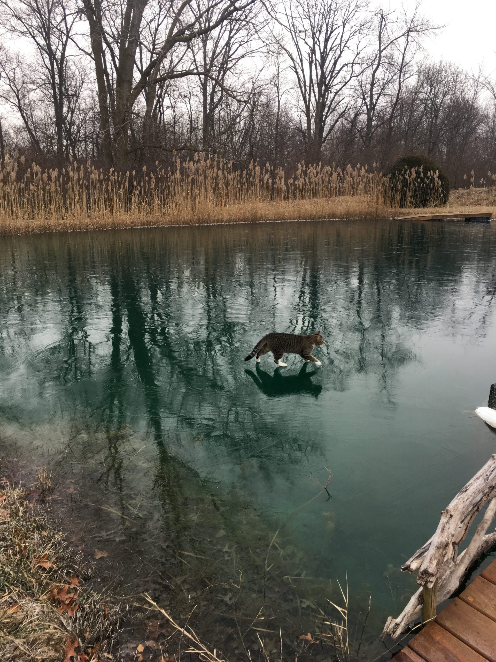 Maumee River and area conditions- January  13, 2019