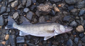 Maumee River – February 17, 2018