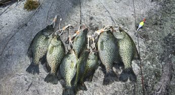 Lake Erie and Maumee River Report- June 9, 2018