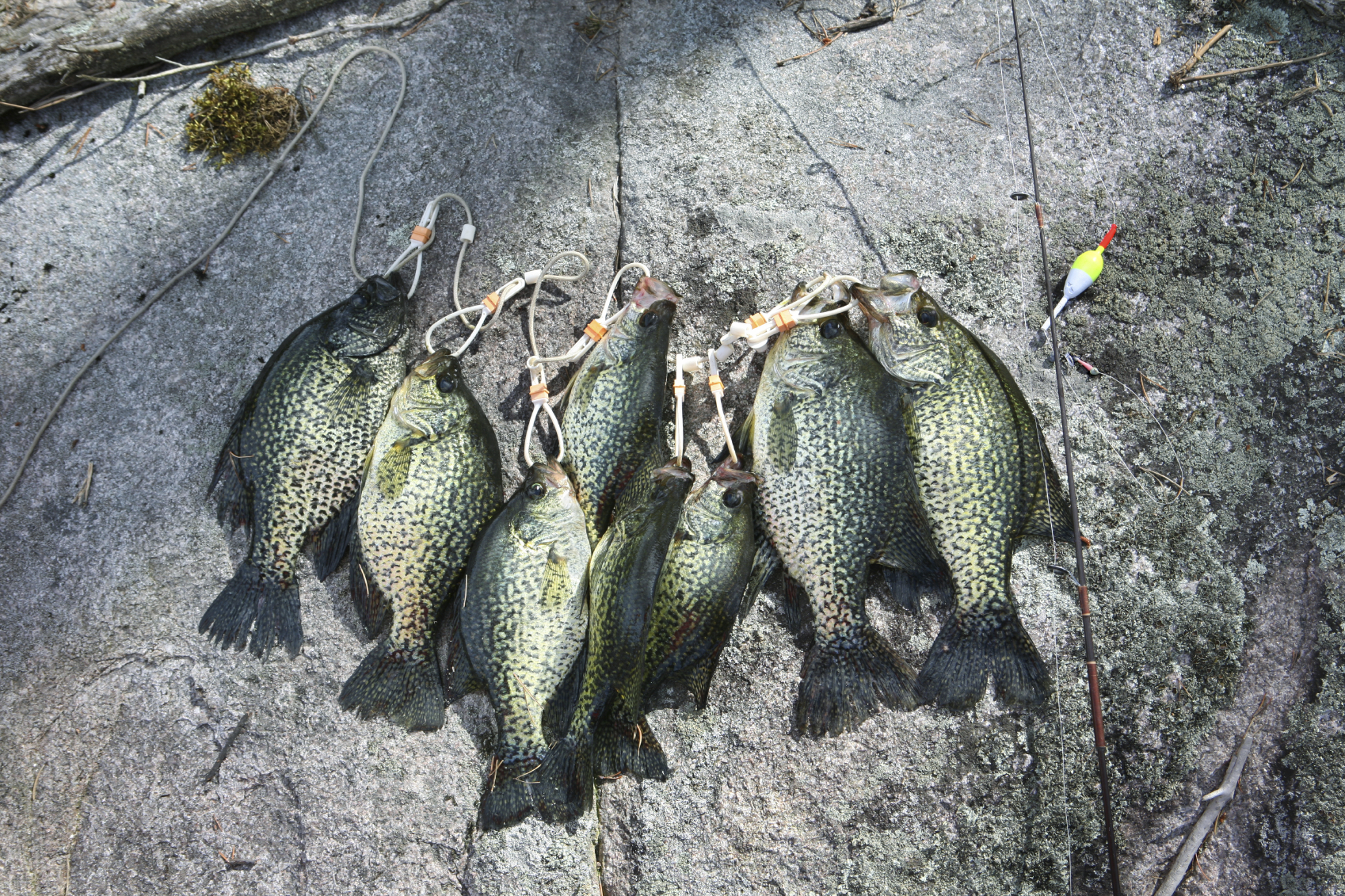 Lake Erie and Maumee River Report- June 9, 2018