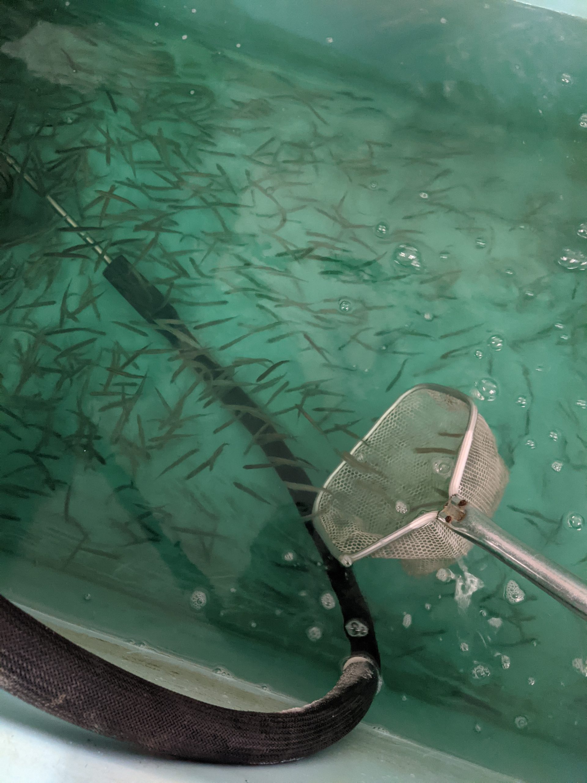 Maumee river report- 6 January 2021- Fresh Lake Erie Emerald shiners now in stock