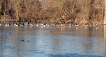 Maumee River , Lake Erie and Ice fishing Forecast- December 8 , 2018