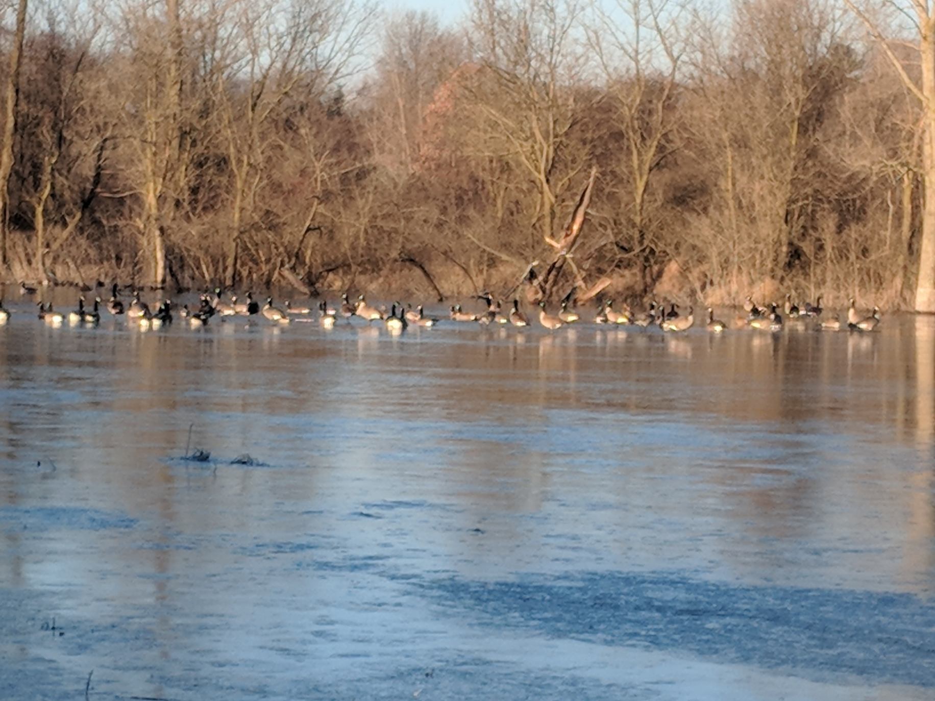 Maumee River , Lake Erie and Ice fishing Forecast- December 8 , 2018