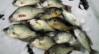 Maumee River and Ice Fishing Report- February 6, 2018