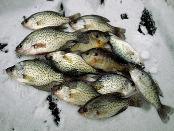 Maumee River and Ice Fishing Report- February 6, 2018