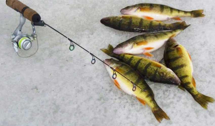 Maumee River report- Some changes to fishing regs this year.
