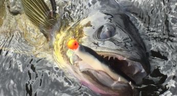 Maumee River Report- Febuary 12, 2018- Some Pre-spawn info