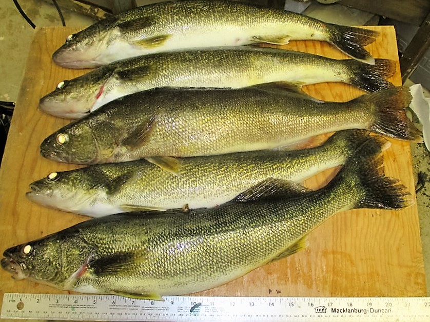 Maumee River and Lake Erie Conditions Emerald Shiners in Stock- Oct 20, 2018