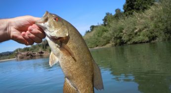 lake Erie and Maumee River Report- 8 June 2018- Smallmouth Bass Baits