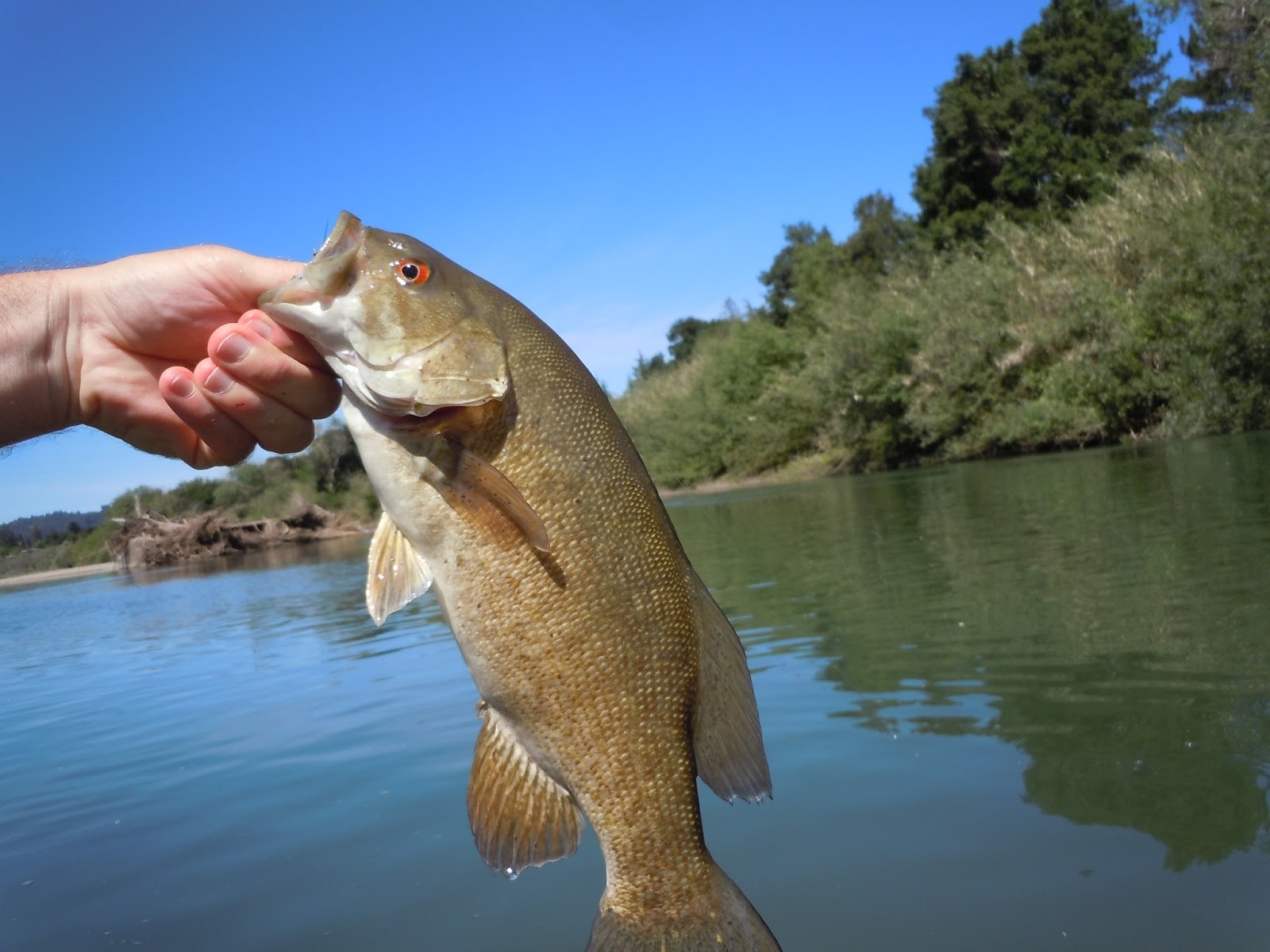 lake Erie and Maumee River Report- 8 June 2018- Smallmouth Bass Baits