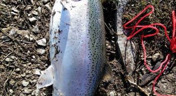 Maumee Tackle report- December 1st 2022