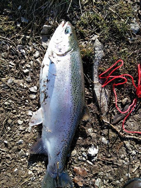 Maumee river report- stocked back up on live minnows–got a load of waders in today.