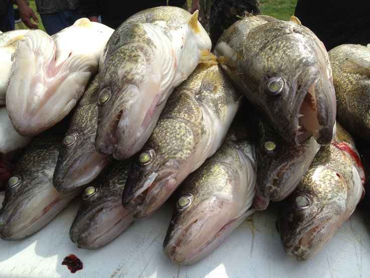 Lake Erie and Maumee River Report – 12 August 2017