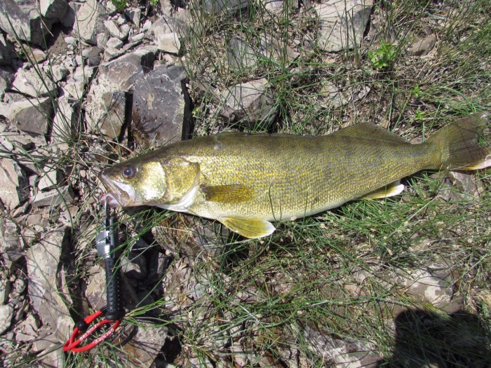 Maumee River Report- May 12, 2019-FRESH BATCH OF EMERALD SHINERS IN