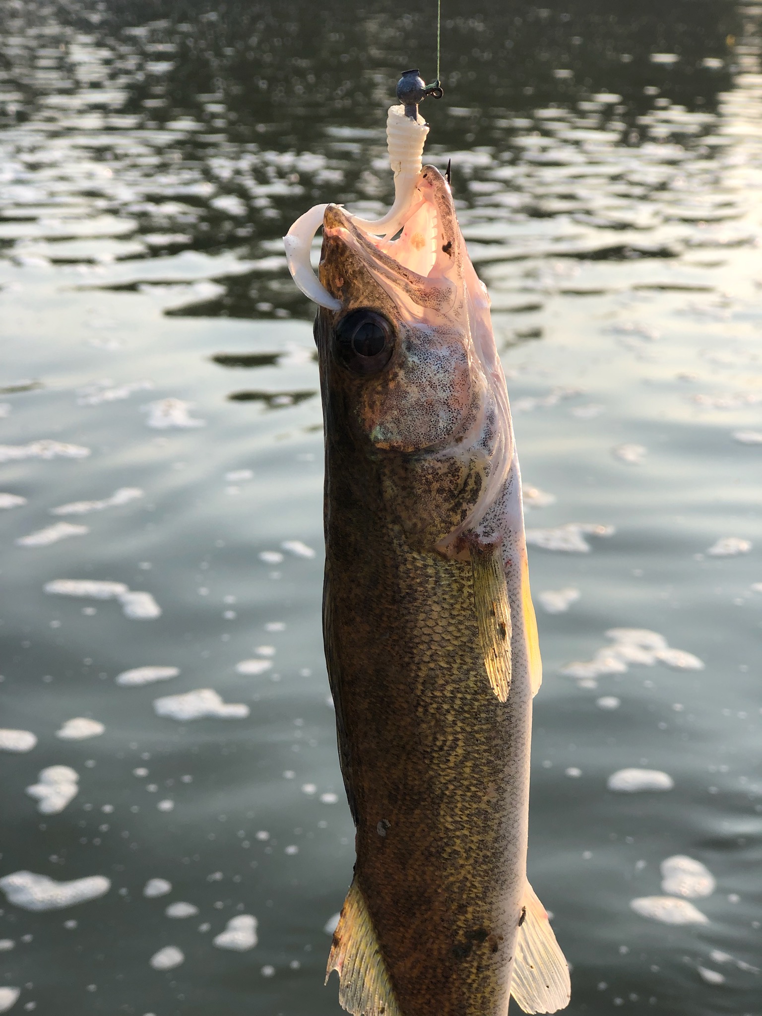 MAUMEE RIVER REPORT- 21  AUGUST 2021