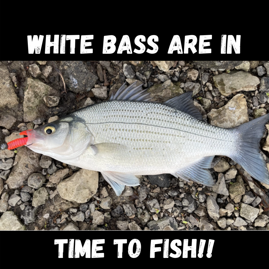WHITE BASS ARE IN