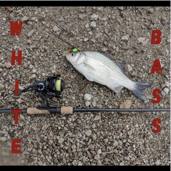 Texas White Bass Bait Bundle – Fish Tackle & Marine