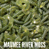 Maumee River Moss
