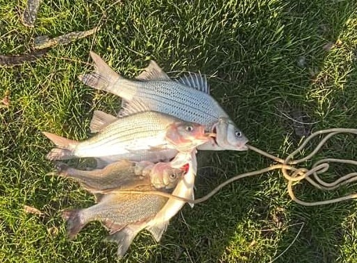 White Bass Stringer