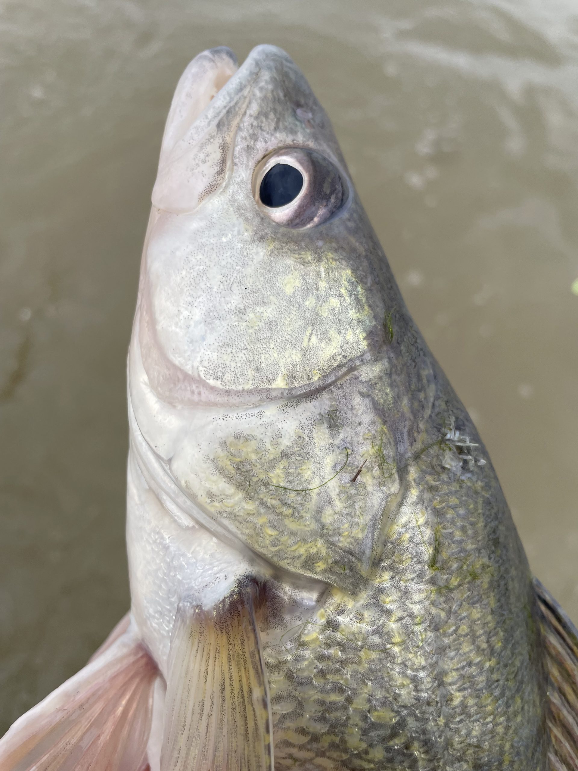 Maumee River report- 3 april 2024