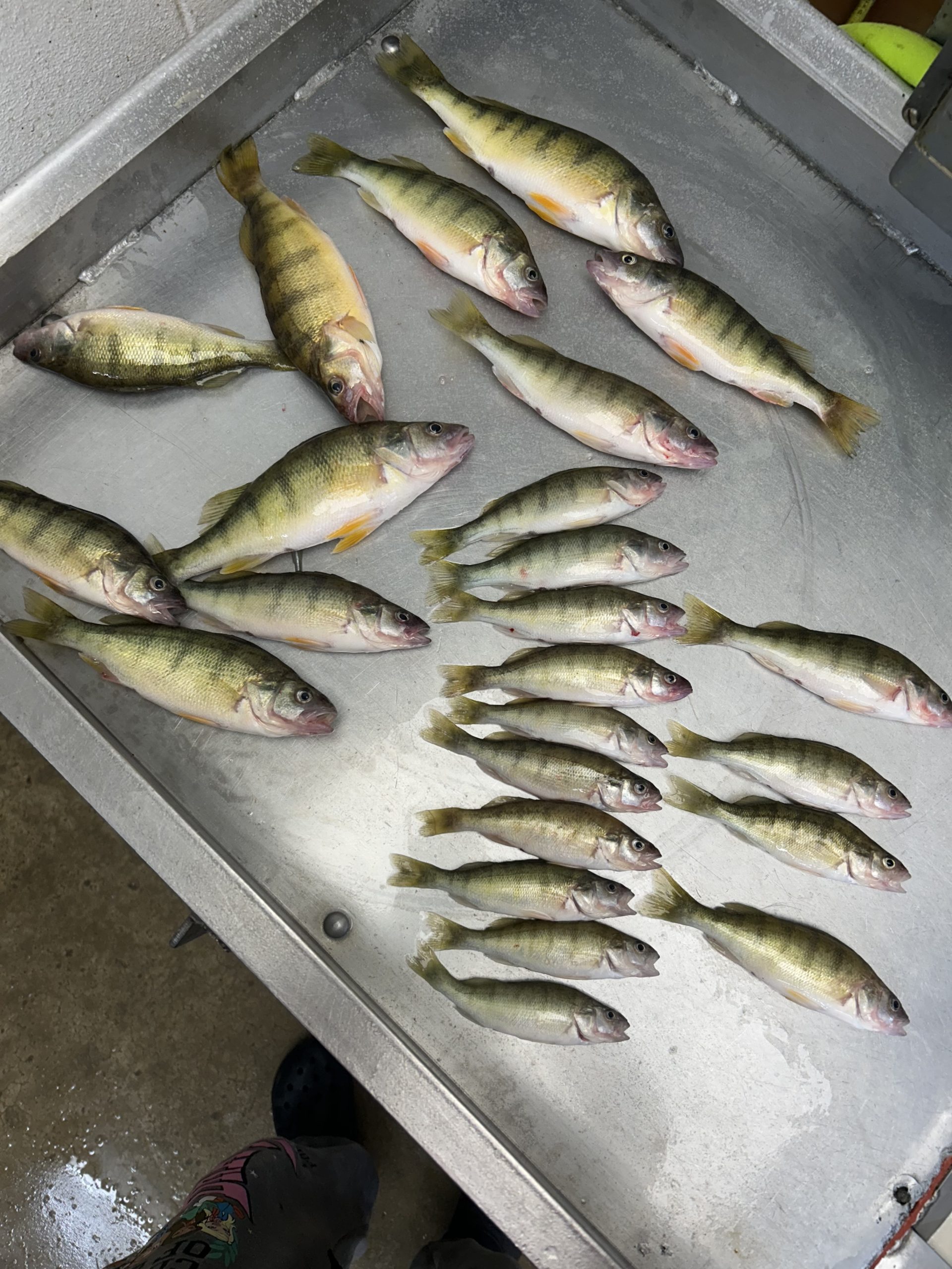 Yellow perch