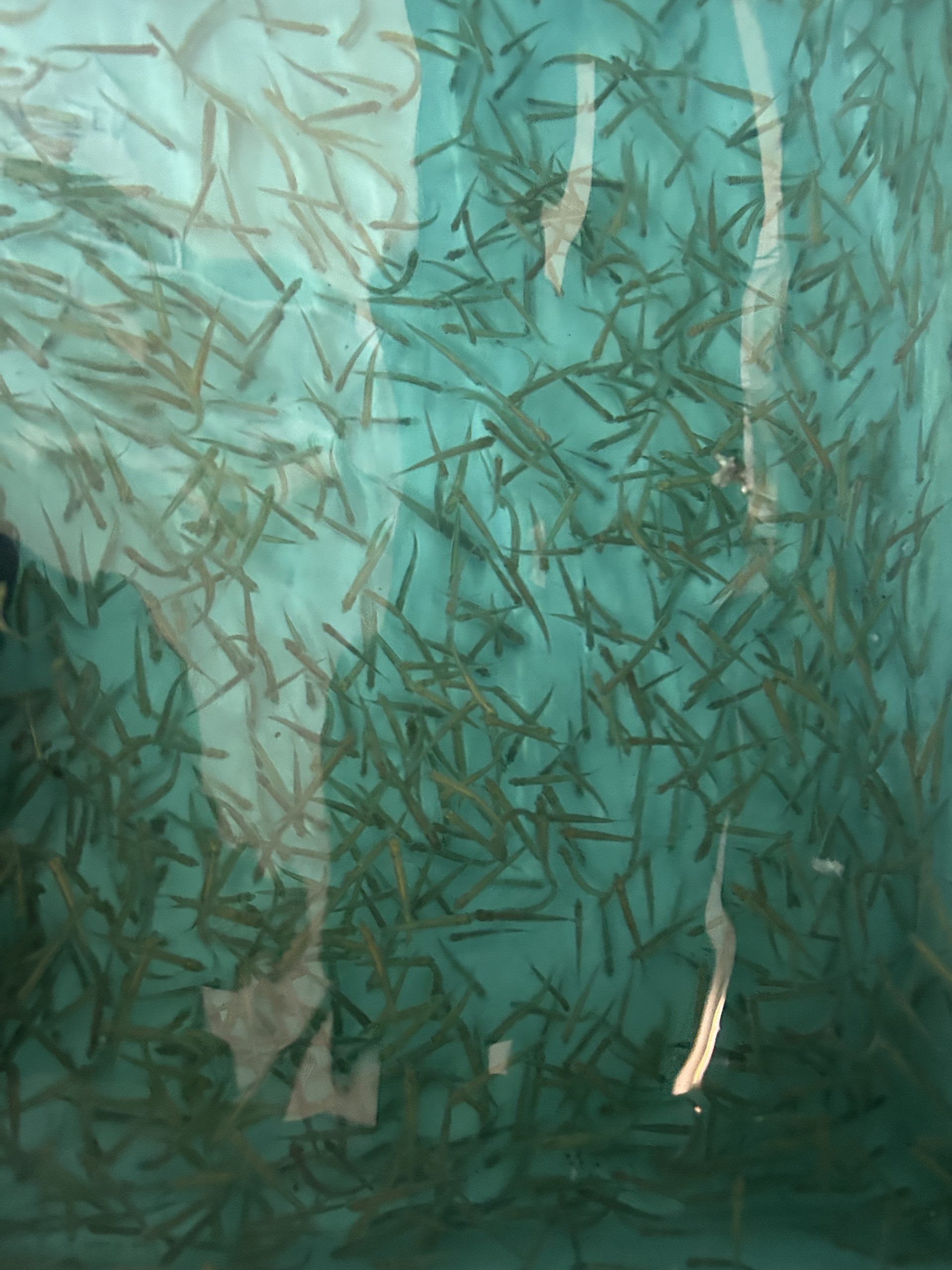 January 25, 2026, we are open