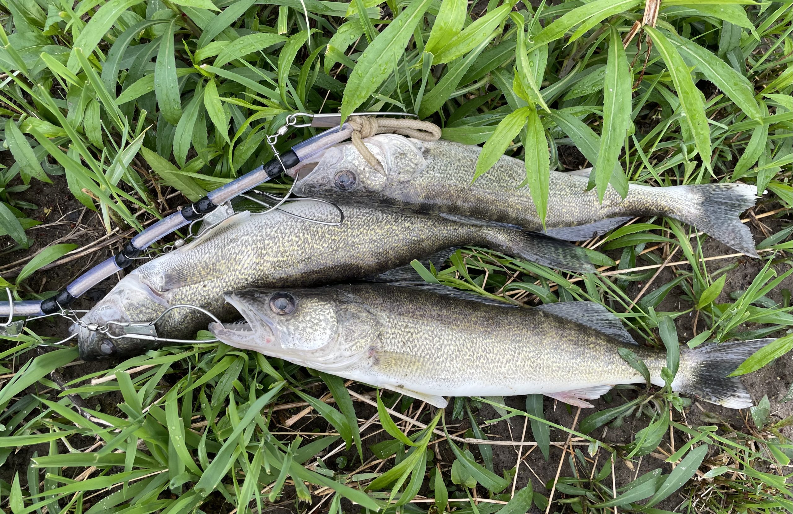 Maumee river report February  26 ,  2026