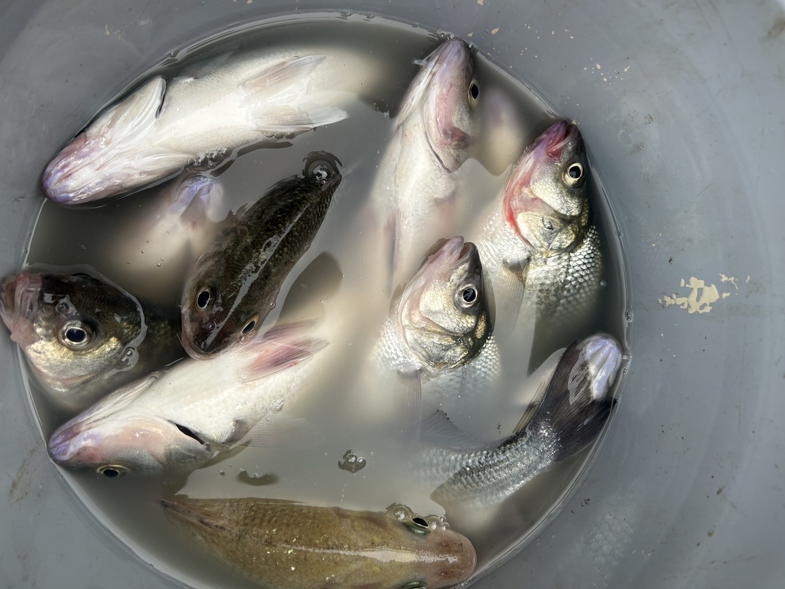 Maumee River report 6 May 2026
